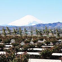 平塚中央霊園Ⅱ